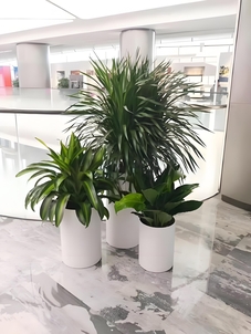 宁波植物租摆公司，为您的场所增添自然生机><div class=